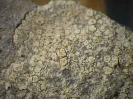 [Lecanora poeltiana]