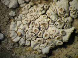 [Lecanora congesta]