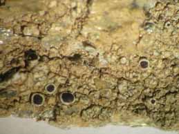 [Lecanora campestris]