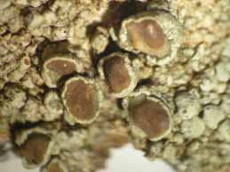 [Lecanora campestris]