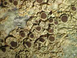 [Lecanora campestris]
