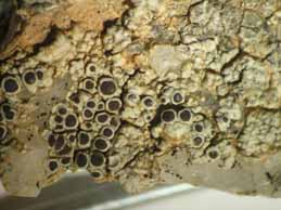 [Lecanora campestris]