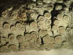 [Lecanora carpinea]