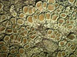 [Lecanora chlarotera]