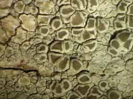 [Lecanora sp. 4]