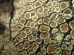 [Lecanora chlarotera]
