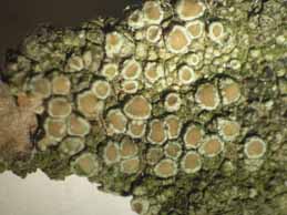 [Lecanora chlarotera]