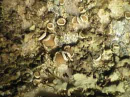 [Lecanora dispersa]