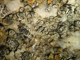 [Lecanora dispersa]
