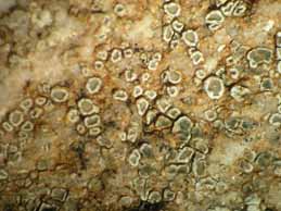 [Lecanora dispersa]