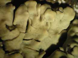 [Protoparmeliopsis graeca]