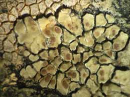 [Protoparmeliopsis laatokkaensis]