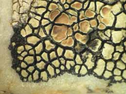 [Protoparmeliopsis laatokkaensis]