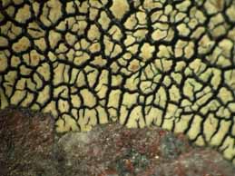 [Protoparmeliopsis laatokkaensis]