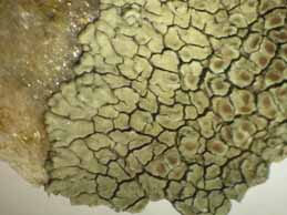 [Protoparmeliopsis configurata]