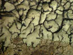 [Protoparmeliopsis muralis]