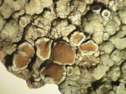 [Protoparmeliopsis muralis]