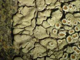 [Protoparmeliopsis muralis]