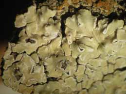 [Protoparmeliopsis muralis]