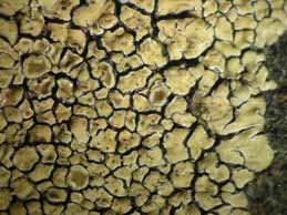 [Protoparmeliopsis muralis]