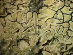 [Protoparmeliopsis muralis]