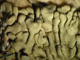 [Protoparmeliopsis graeca]