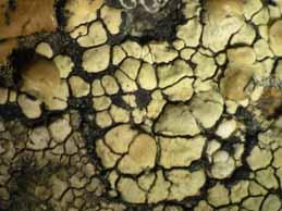 [Lecanora polytropa]