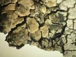 [Lecanora polytropa]