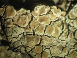 [Lecanora polytropa]