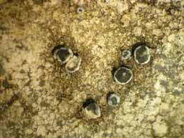 [Lecanora prominens]