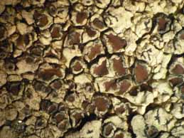 [Lecanora puniceofusca]