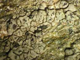 [Lecanora puniceofusca]