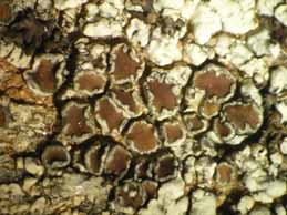 [Lecanora puniceofusca]