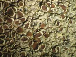 [Lecanora puniceofusca]