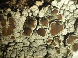 [Lecanora puniceofusca]