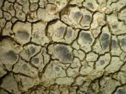 [Lecanora rupicola]