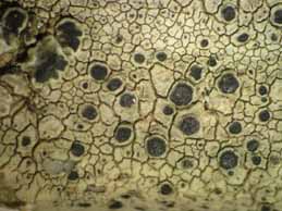 [Lecanora schistina]