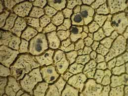 [Lecanora rupicola]