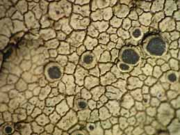 [Lecanora schistina]