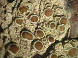 [Lecanora chlarotera]