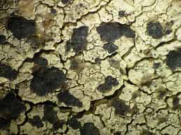 [Lecanora sulphurea]