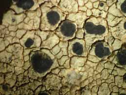 [Lecanora sulphurea]