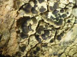 [Lecanora sulphurea]