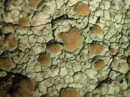 [Lecanora sulphurea]