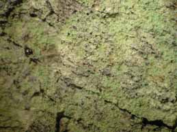 [Lecanora compallens]