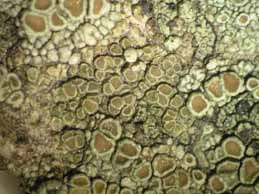 [Lecanora persimilis]