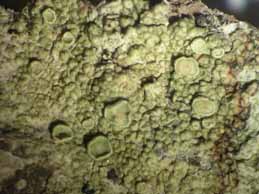 [Lecanora varia]