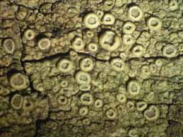 [Lecanora varia]