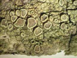 [Lecanora varia]