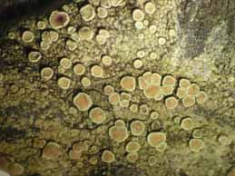 [Lecanora varia]